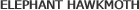 SMALL FAN-FOOTED WAVE