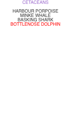 CETACEANS