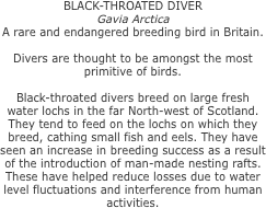 BLACK-THROATED DIVER